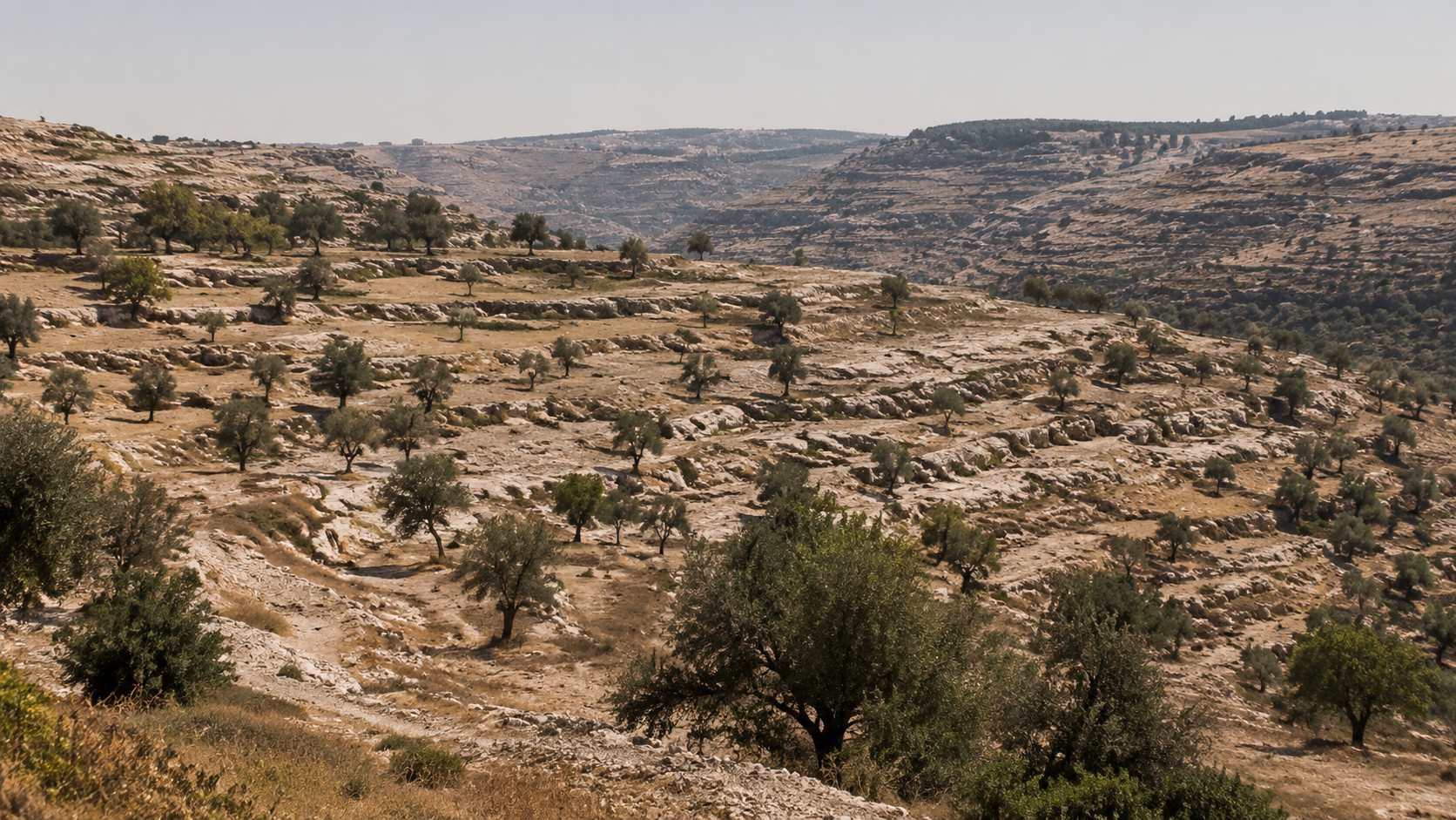 The stony terraced hills around the ancient site of Salem (later Jerusalem) at mid-morning with scattered olive trees and a dusty stone road, evoking the city of Melchizedek in Genesis 14
